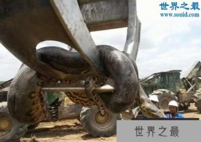 ​世界上最重的蛇，巴西炸出重1吨长10米巨蟒