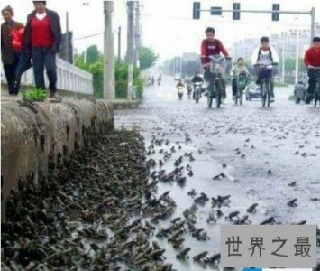 ​最可怕的怪雨真的会下那些动物吗 比酸雨还要更可怕吗