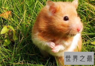 ​最全养宠必备知识点——关于金丝熊吃什么