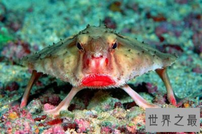 ​蝙蝠鱼可以在海底行走 是欧洲常见的食用鱼