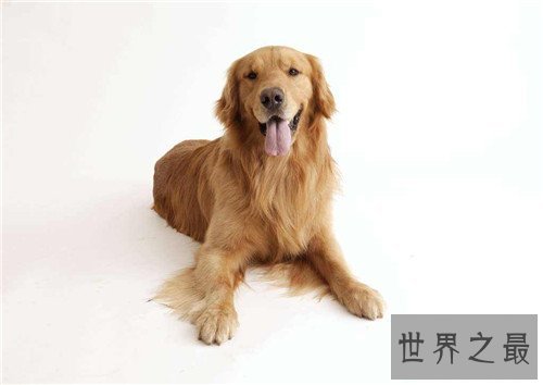 狗的寿命是多久 不同种类的狗有着不同的寿命时长