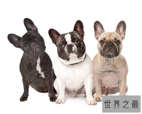 狗的寿命是多久 不同种类的狗有着不同的寿命时长