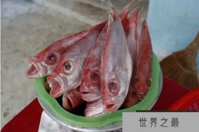 ​世界上年龄最大的鱼：湾红鱼长60厘米，84岁高龄