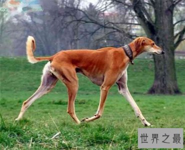 ​世界上最贵的狗排名 第一位价格不详小撒高居第二
