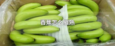 ​没熟透的香蕉怎么催熟 生香蕉怎样催熟不会黑