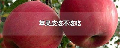 ​苹果皮可以吃吗还是不吃的好 苹果皮要吃吗