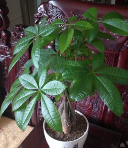 ​如何养发财树小盆栽？教你小诀窍，枝叶繁茂，养十年都没问题