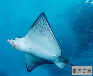 ​魔鬼鱼蝠鲼，竟然体长7米仿佛和大魔毯一样