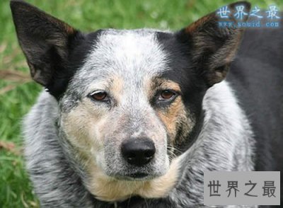 ​世界上寿命最长的狗，寿命长达30岁