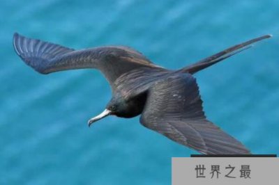 ​动物界速度之王的十大排名：猎豹仅第三，军舰鸟是冠军