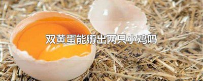 ​受精的双黄蛋能孵出两只小鸡吗 双黄蛋能孵出两只小鸡吗视频