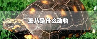 ​王八指的什么生肖 王八是何生肖
