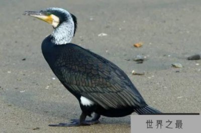 ​世界上捕鱼最厉害的鸟 鸬鹚是擅长食鱼的海鸟