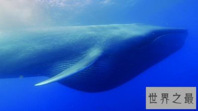​世界上最大的哺乳动物，蓝鲸一次吃200万只虾