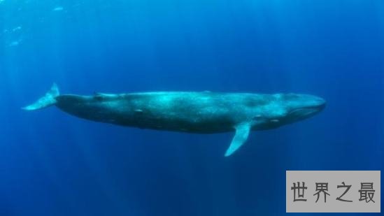 世界上最大的哺乳动物，蓝鲸一次吃200万只虾