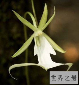 ​世界上最贵的花，全世界只有两千朵