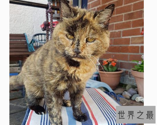 最长寿猫咪耗尽9条命，这只猫的寿命竟高达140多岁