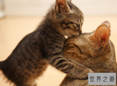​最长寿猫咪耗尽9条命，这只猫的寿命竟高达140多岁