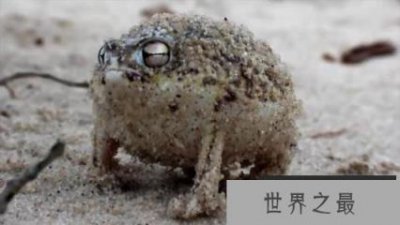 ​世界上十种最罕见动物，见过三种算你厉害