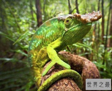 ​世界上最大的变色龙，体长70厘米,舌头长110厘米