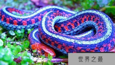 ​香蛇可以当成耳环 香蛇是树蝰吗？