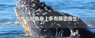 ​鲸鱼身上寄生的藤壶 鲸鱼身上的壶藤