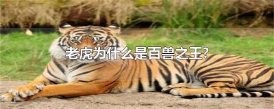 ​老虎为什么是百兽之王图片 老虎为什么是百兽之王的短视频