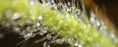 ​什么是白露节气特有的一种自然现象 身边发现和白露节气有关的现象