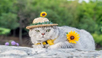 ​十大名贵猫图片 布偶猫
