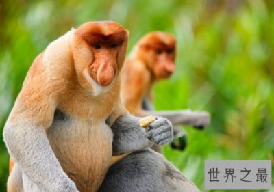 ​世界十大最恶心的动物排行榜,船蛀虫力压无毛猫成第一