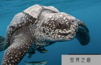 ​世界最大千年老龟棱皮龟，2.6米长的海中潜水健将