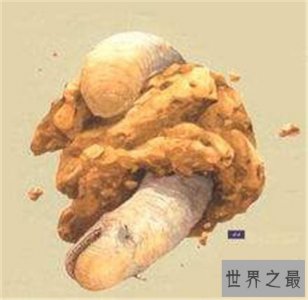 ​太空蛞蝓是什么东西 星球大战中影迷最感兴趣生物