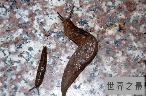太空蛞蝓是什么东西 星球大战中影迷最感兴趣生物
