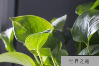 ​最受欢迎的十大室内绿植，家庭绿植什么最好养