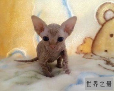 ​加拿大无毛猫，对猫毛敏感人们的福音啊，家里也不用打扫猫毛
