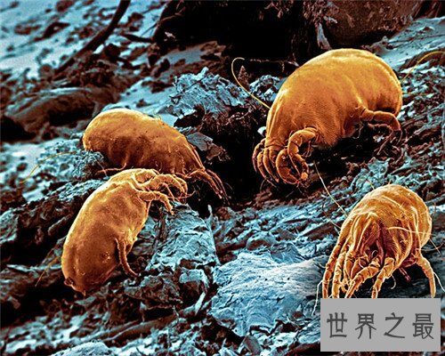  让我们来通过螨虫图片来认识螨虫吧