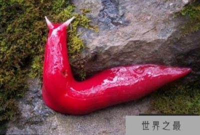 ​世界上最大的巨型鼻涕虫图片，巨型粉红鼻涕虫长达20厘米