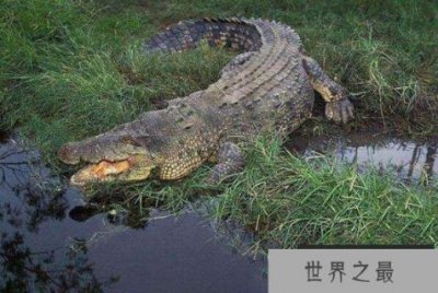 ​陆地上最厉害十大动物：湾鳄、北极熊均上榜