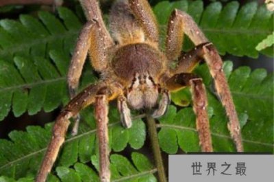 ​世界5大最恐怖毒蜘蛛，大家见到要躲开！