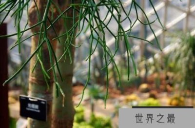 ​无叶的光棍树：叶子萎缩，常年脱落
