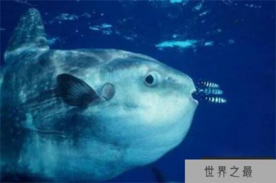 ​世界上最会生产的鱼 一次可产2500万一3000万枚卵(翻车鱼)