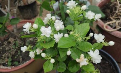 ​茉莉花的养殖方法和注意事项（这5个事一定要注意）