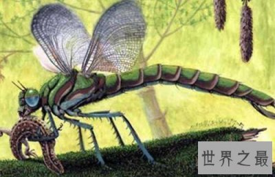 ​史上最大的昆虫，世界竟然会有这么大的虫子！