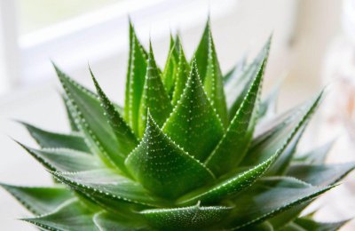 ​栽芦荟有哪些注意事项  ，轻松养爆盆！