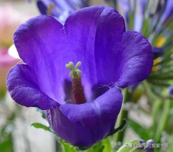 ​风铃草的花语是什么？