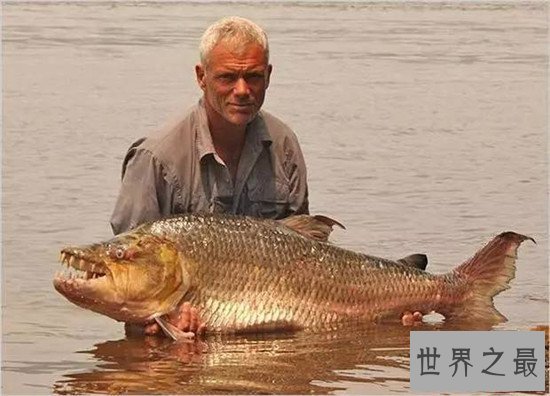 巨型水虎鱼堪称世界最大淡水鱼，放大版的食人鱼