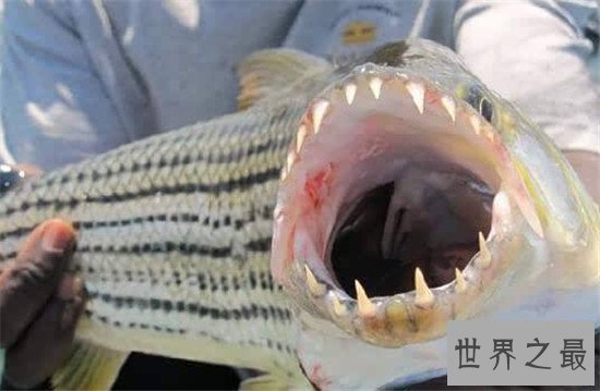 巨型水虎鱼堪称世界最大淡水鱼，放大版的食人鱼