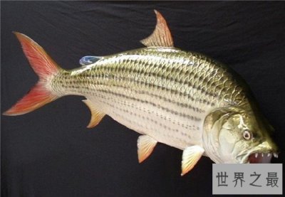 ​巨型水虎鱼堪称世界最大淡水鱼，放大版的食人鱼