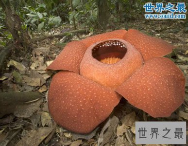 ​关于花的20个世界之最，最臭的花臭到800米远