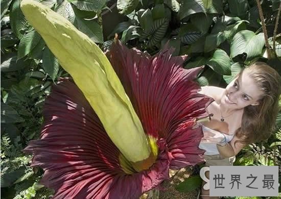 关于花的20个世界之最，最臭的花臭到800米远